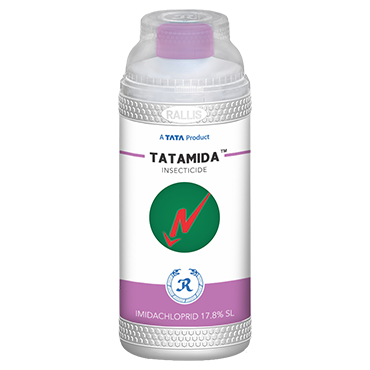 Tatamida